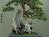 100 Year Old Bonsai Trees for Sale 21 Best Images About Bonsai On Pinterest Beautiful