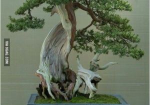 100 Year Old Bonsai Trees for Sale 21 Best Images About Bonsai On Pinterest Beautiful