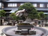 100 Year Old Bonsai Trees for Sale top 10 Greatest Bonsai Trees Bonsai Empire