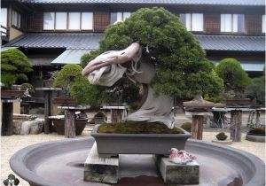 100 Year Old Bonsai Trees for Sale top 10 Greatest Bonsai Trees Bonsai Empire