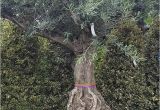 100 Year Old Bonsai Trees for Sale Very Old 100 Year Old Olive Trees with Beautiful Gnarled