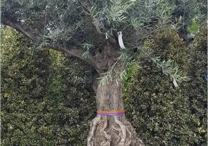 100 Year Old Bonsai Trees for Sale Very Old 100 Year Old Olive Trees with Beautiful Gnarled