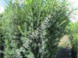 15 Gallon Podocarpus Price 15 Gallon Hedge Plants Homestead Hedge Plants 786 255