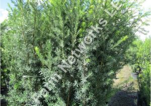 15 Gallon Podocarpus Price 15 Gallon Hedge Plants Homestead Hedge Plants 786 255