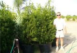 15 Gallon Podocarpus Price Podocarpus 15 Gallon Www Pixshark Com Images Galleries