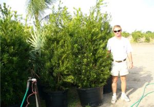 15 Gallon Podocarpus Price Podocarpus 15 Gallon Www Pixshark Com Images Galleries