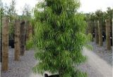 15 Gallon Podocarpus Price Podocarpus 15 Gallon Www Pixshark Com Images Galleries