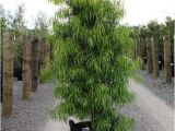 15 Gallon Podocarpus Price Podocarpus 15 Gallon Www Pixshark Com Images Galleries