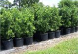 15 Gallon Podocarpus Price Podocarpus 15 Gallon Www Pixshark Com Images Galleries