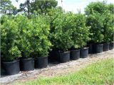 15 Gallon Podocarpus Price Podocarpus 15 Gallon Www Pixshark Com Images Galleries