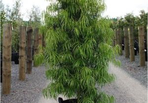 15 Gallon Podocarpus Price Podocarpus 15 Gallon Www Pixshark Com Images Galleries