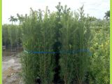 15 Gallon Podocarpus Price Podocarpus Hedge Plants Miami Plants Nursery Palm Trees