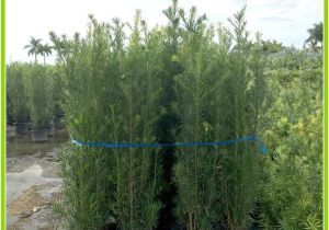 15 Gallon Podocarpus Price Podocarpus Hedge Plants Miami Plants Nursery Palm Trees