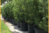 15 Gallon Podocarpus Price Podocarpus Hedge Plants Miami Plants Nursery Palm Trees