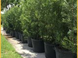 15 Gallon Podocarpus Price Podocarpus Hedge Plants Miami Plants Nursery Palm Trees