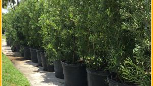 15 Gallon Podocarpus Price Podocarpus Hedge Plants Miami Plants Nursery Palm Trees