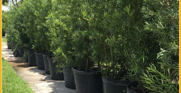 15 Gallon Podocarpus Price Podocarpus Hedge Plants Miami Plants Nursery Palm Trees