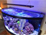 50 Gallon Bow Front Aquarium 50 Gallon Bowfront Aquarium 1000 Aquarium Ideas