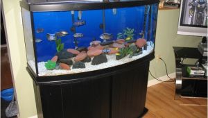 50 Gallon Bow Front Aquarium Exploring the Best Bow Front Aquariums for Your Home