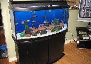 50 Gallon Bow Front Aquarium Exploring the Best Bow Front Aquariums for Your Home