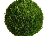 6 Inch Preserved Boxwood Wreath wholesale Preserved Boxwood Ball 22 Inch Bella Marie