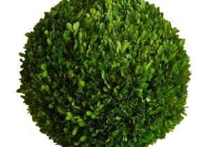 6 Inch Preserved Boxwood Wreath wholesale Preserved Boxwood Ball 22 Inch Bella Marie