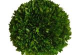6 Inch Preserved Boxwood Wreath wholesale Preserved Boxwood Ball 6 Quot Flora Decor