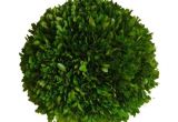 6 Inch Preserved Boxwood Wreath wholesale Preserved Boxwood Ball 6 Quot Flora Decor