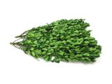 6 Inch Preserved Boxwood Wreath wholesale Preserved Boxwood Branches Bulk Bella Marie