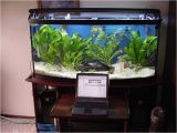 72 Gallon Bow Front Aquarium Stand Aquarium Stand 72 Gallon Bow Front by Randy