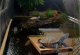 Above Ground Pond for Turtles A Couple Of Diamondback Terrapins Greeted Me This Morning at Zoo Med