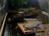 Above Ground Pond for Turtles A Couple Of Diamondback Terrapins Greeted Me This Morning at Zoo Med