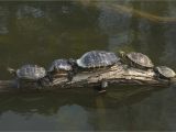 Above Ground Pond for Turtles Caring for Yellow Bellied Sliders as Pet Turtles