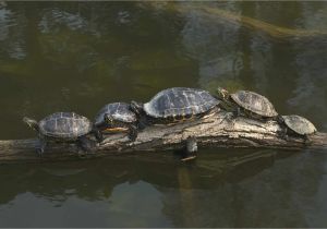 Above Ground Pond for Turtles Caring for Yellow Bellied Sliders as Pet Turtles