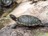 Above Ground Pond for Turtles Cops Investigating after Dead Turtle Found In Woman S Vagina