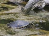 Above Ground Pond for Turtles How to Take Care Of Turtles and tortoises