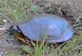 Above Ground Pond for Turtles Painted Turtle Misc Flora Fauna Photos by John Carlson