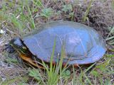 Above Ground Pond for Turtles Painted Turtle Misc Flora Fauna Photos by John Carlson