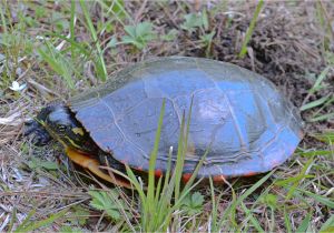 Above Ground Pond for Turtles Painted Turtle Misc Flora Fauna Photos by John Carlson