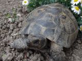 Above Ground Pond for Turtles Pin by Cal On Turtles and tortoises Pinterest tortoises