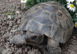 Above Ground Pond for Turtles Pin by Cal On Turtles and tortoises Pinterest tortoises