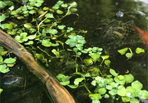 Above Ground Pond for Turtles Pin by Heather K On Turtles Turtle Water