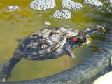 Above Ground Pond for Turtles Red Eared Slider Housing and Care