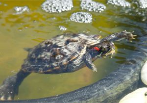 Above Ground Pond for Turtles Red Eared Slider Housing and Care