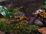 Above Ground Pond for Turtles What Your Box Turtle Can and Can T Eat