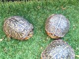 Above Ground Turtle Pond Box tortoises Turtles tortoises Pinterest tortoise Turtle