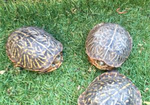 Above Ground Turtle Pond Box tortoises Turtles tortoises Pinterest tortoise Turtle