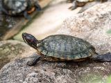 Above Ground Turtle Pond Cops Investigating after Dead Turtle Found In Woman S Vagina