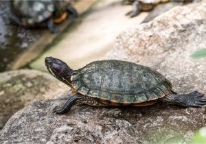 Above Ground Turtle Pond Cops Investigating after Dead Turtle Found In Woman S Vagina