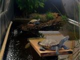 Above Ground Turtle Pond Diy A Couple Of Diamondback Terrapins Greeted Me This Morning at Zoo Med